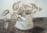 Amy, Age 13, Still Life Drawing
